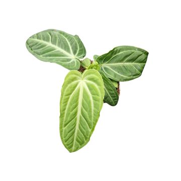 Anthurium villenaorum
