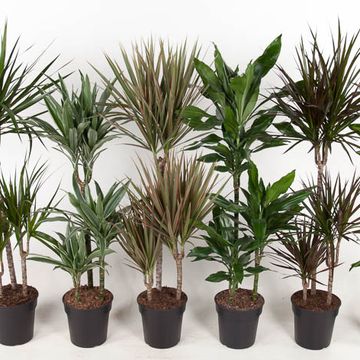 Dracaena MIX