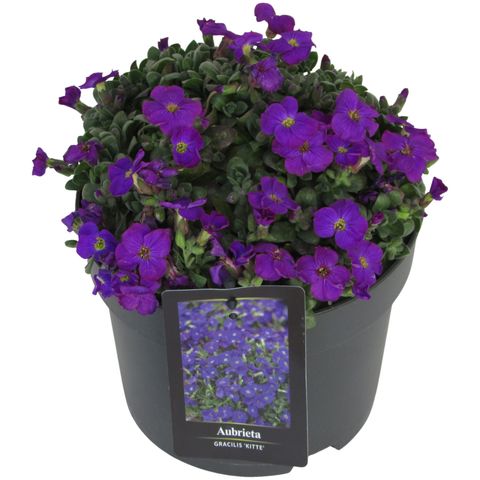 Aubrieta gracilis 'Kitte Blue'