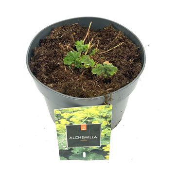 Alchemilla mollis