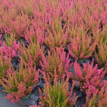 Erica gracilis Beauty Queens