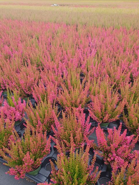 Erica gracilis Beauty Queens