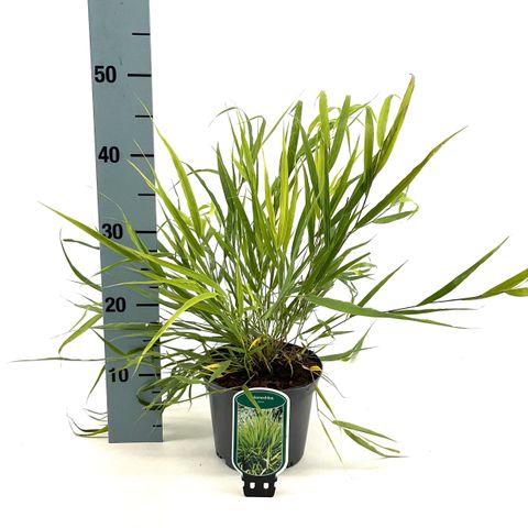 Hakonechloa macra