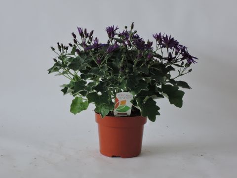 Pericallis SENETTI DEEP BLUE