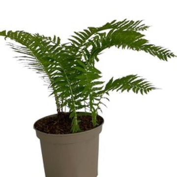 Matteuccia struthiopteris