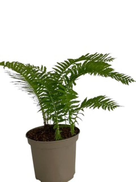 Matteuccia struthiopteris