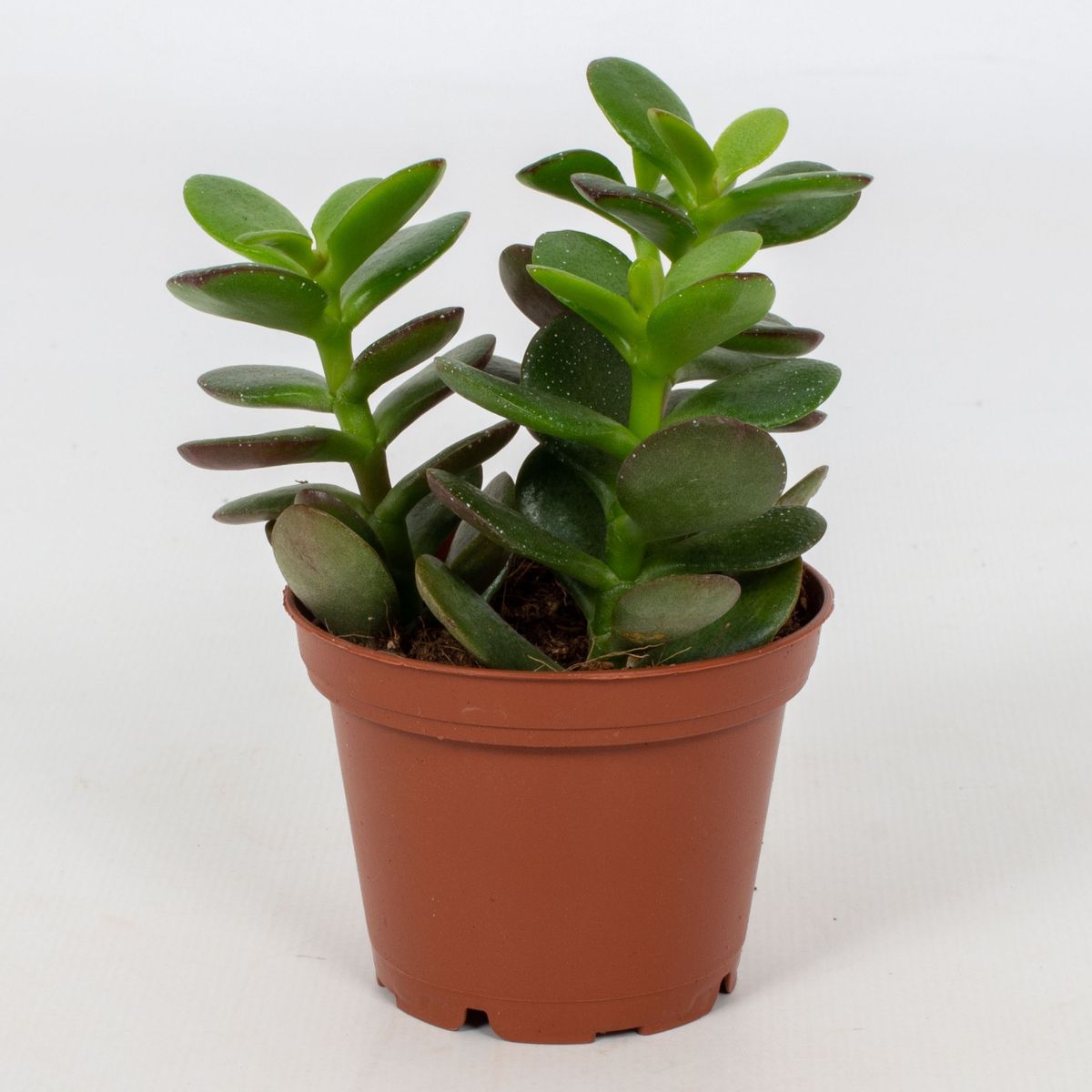 Crassula ovata 'Minor' — Plant Wholesale FlorAccess