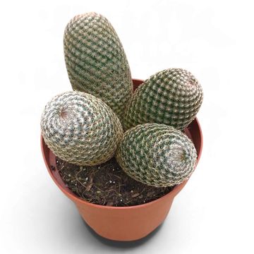 Mammillaria matudae