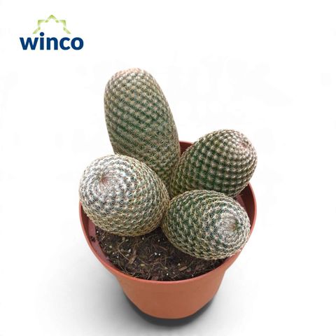 Mammillaria matudae