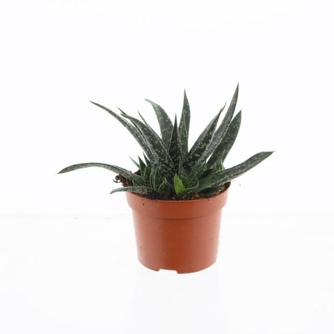Gasteria carinata verrucosa
