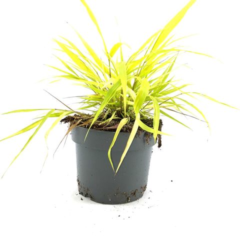 Hakonechloa macra SUNFLARE