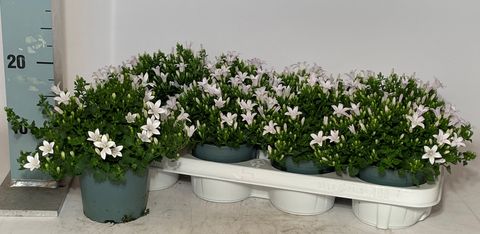 Campanula portenschlagiana AMBELLA WHITE