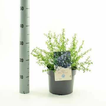 Ceanothus 'Blue Mound'