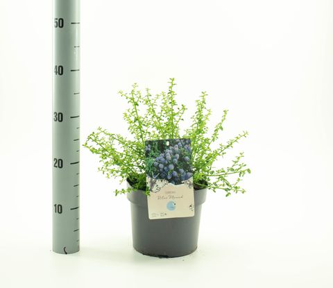 Ceanothus 'Blue Mound'