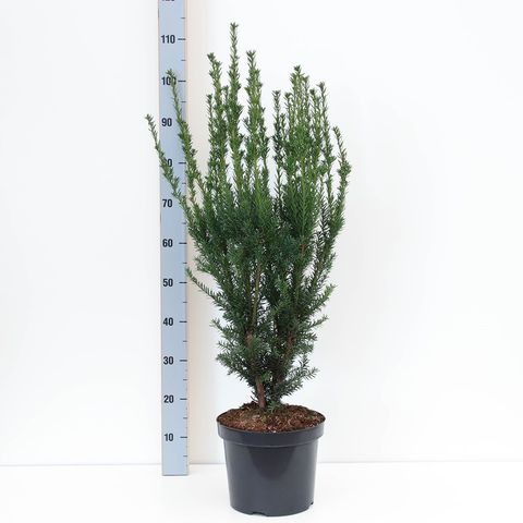 Taxus x media 'Hillii'