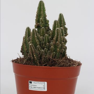 Acanthocereus tetragonus