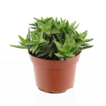 Aloe squarrosa