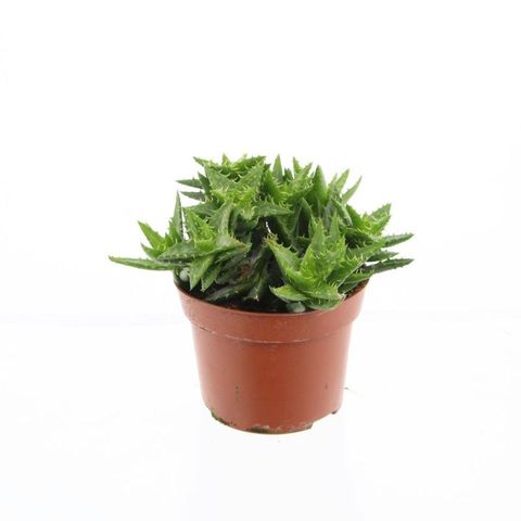 Aloe squarrosa