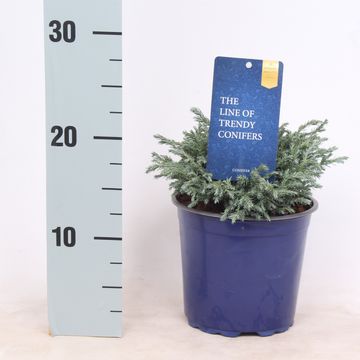 Chamaecyparis pisifera 'Baby Blue'