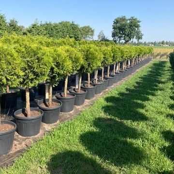 Thuja occidentalis 'Brabant'