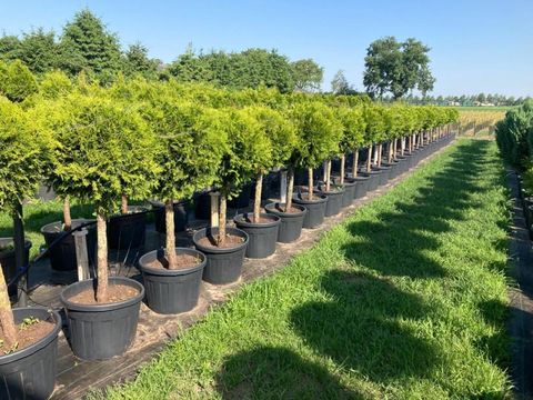 Thuja occidentalis 'Brabant'