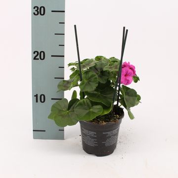 Pelargonium ROYAL BLUE