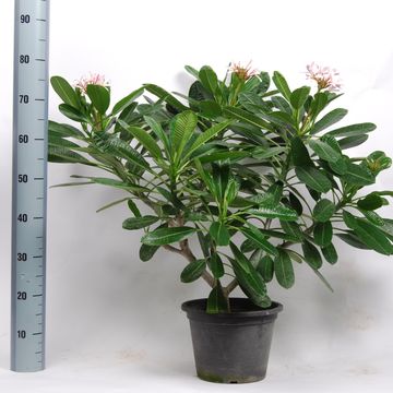 Plumeria obtusa 'Singapore Pink'