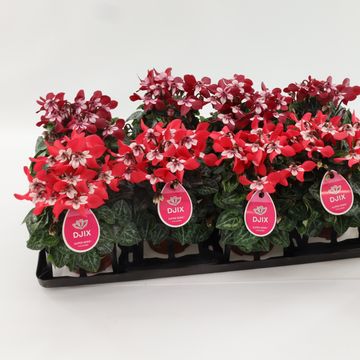 Cyclamen persicum SUPER SERIE DJIX MIX