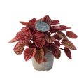 Peperomia caperata 'Schumi Red'