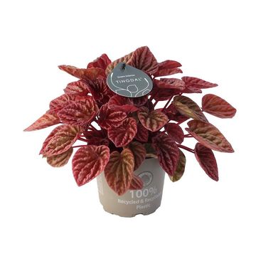 Peperomia caperata 'Schumi Red'