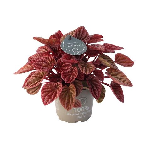 Peperomia caperata 'Schumi Red'