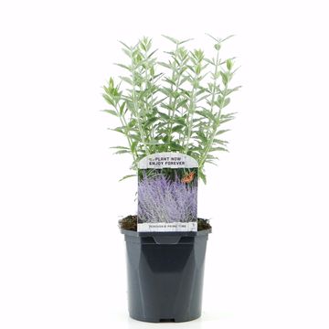 Perovskia atriplicifolia PRIME TIME