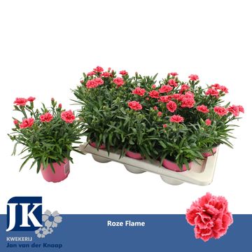 Dianthus OSCAR WHITE AND RED
