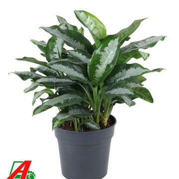 Aglaonema 'Silver Moon'