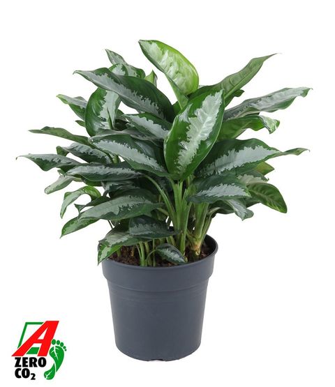 Aglaonema 'Silver Moon'