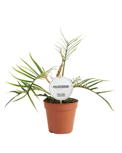 Филодендрон tortum