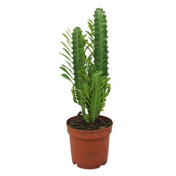 Euphorbia trigona