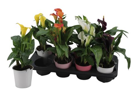 Zantedeschia MIX