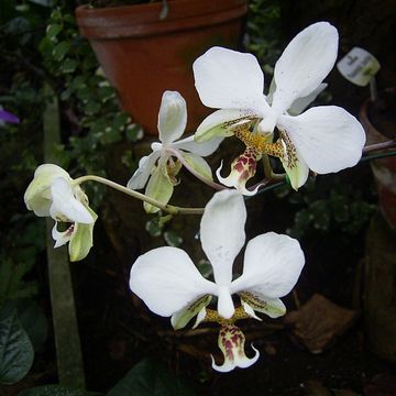 Phalaenopsis stuartiana
