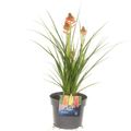 Kniphofia 'Poco Sunset'