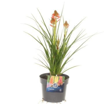 Kniphofia 'Poco Sunset'