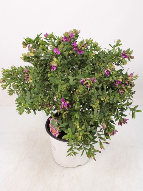 Polygala myrtifolia