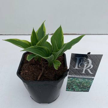 Hosta 'Fortunei Aureomarginata'