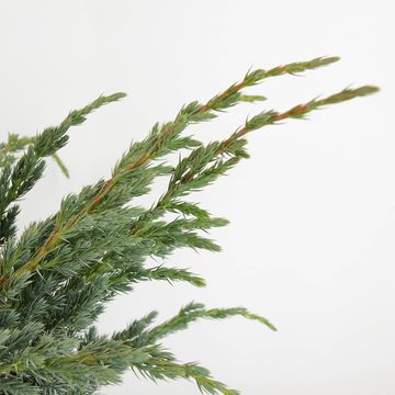 Juniperus squamata 'Meyeri'