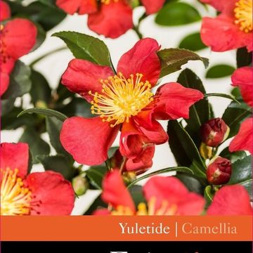 Camellia x vernalis 'Yuletide'