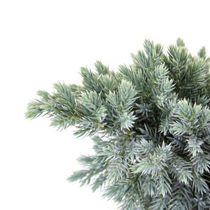 Juniperus squamata 'Blue Star' (Bremmer Boomkwekerijen)