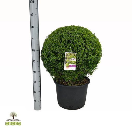 Buxus sempervirens