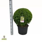 Buxus sempervirens