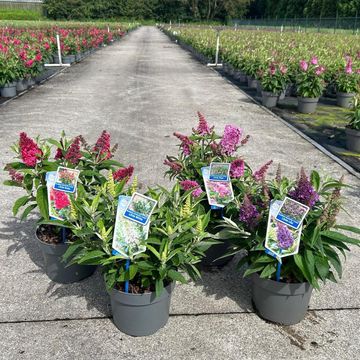 Buddleja davidii BUTTERFLY CANDY MIX