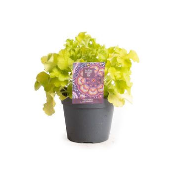 Heuchera INDIAN SUMMER LIME MARMELADE